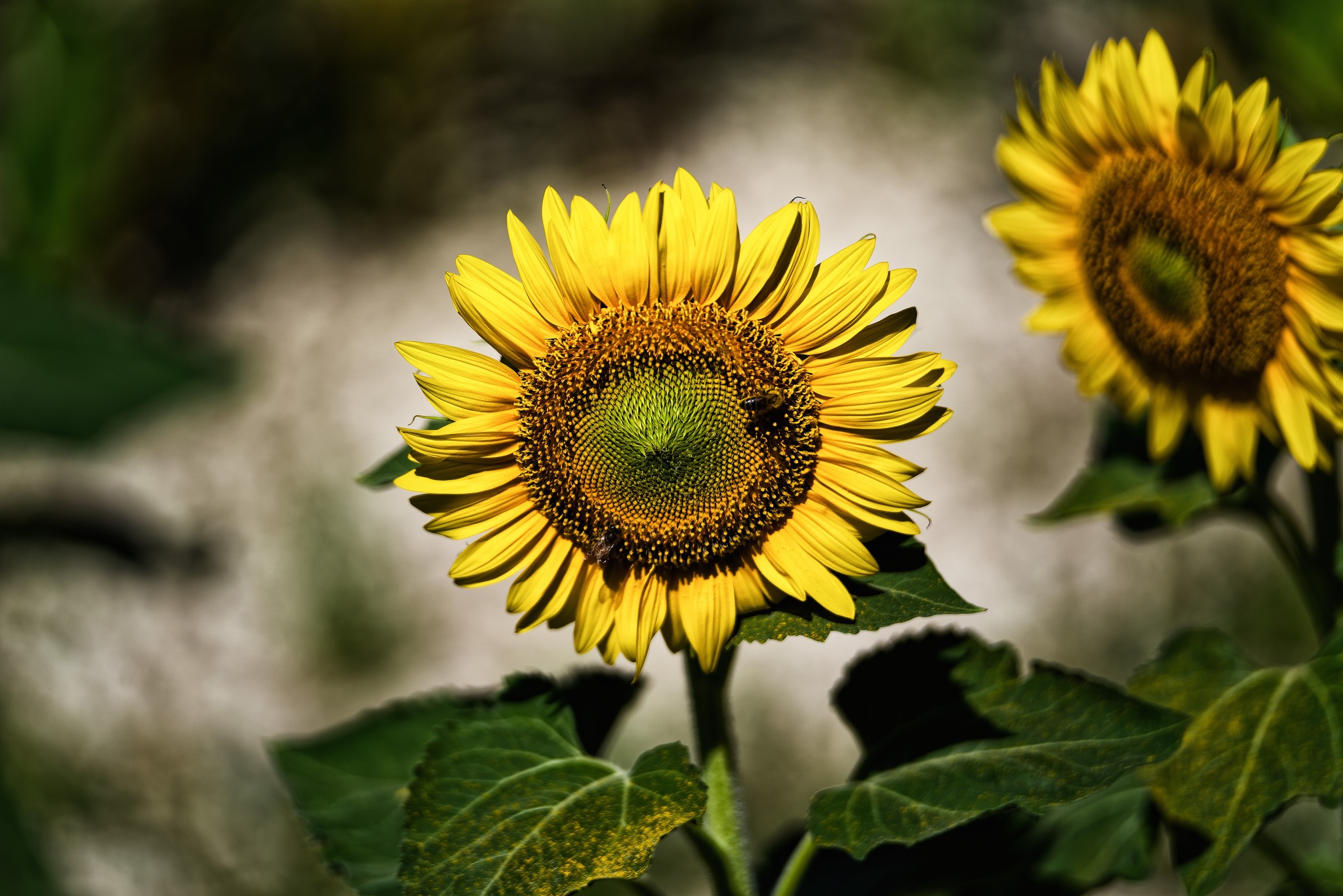 Logo Ferme de Soussis